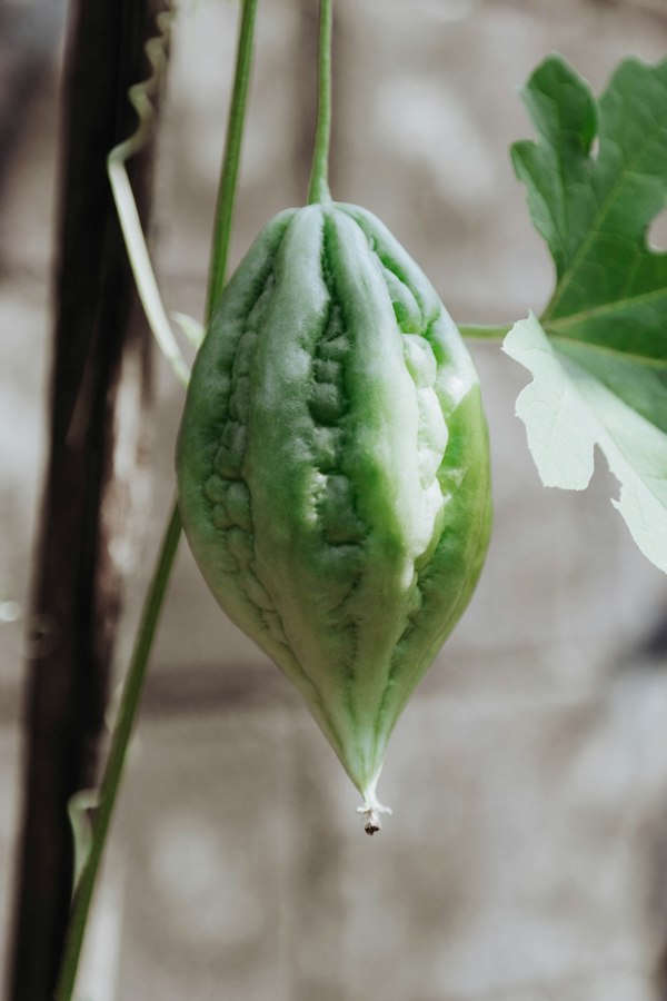 Bitter Gourd